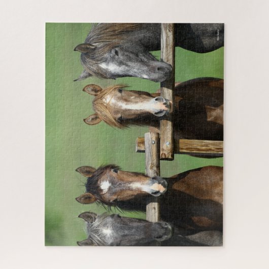 Bob Langrish | Vier Andalucian Youngstock op hek Legpuzzel (Verticaal)
