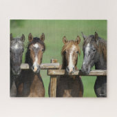 Bob Langrish | Vier Andalucian Youngstock op hek Legpuzzel (Horizontaal)