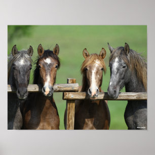 Bob Langrish Vier Andalucian Youngstock op hek Poster