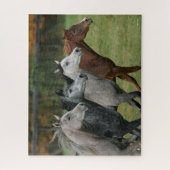 Bob Langrish | Vier Arabische paarden met een race Legpuzzel (Verticaal)