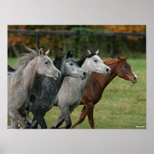 Bob Langrish   Vier Arabische paarden met een race Poster