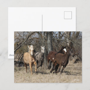 Bob Langrish Vier buikpaarden Briefkaart