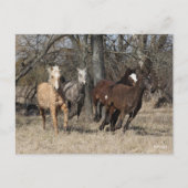 Bob Langrish | Vier buikpaarden Briefkaart (Voorkant)