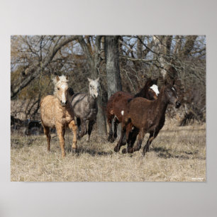 Bob Langrish Vier buikpaarden Poster