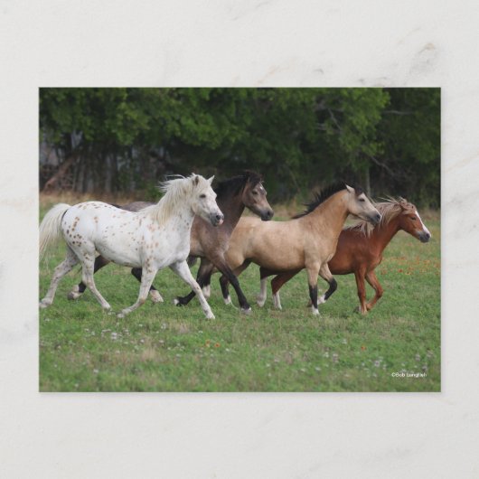Bob Langrish | Vier pony's die samenwerken Briefkaart (Voorkant)