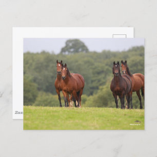 Bob Langrish   Vier Welsh Ponies die samen staan Briefkaart