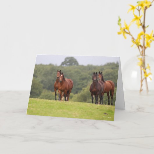 Bob Langrish | Vier Welsh Ponies die samen staan Kaart (Gele Bloem)