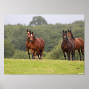 Bob Langrish Vier Welsh Ponies die samen staan Poster