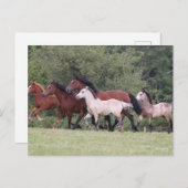 Bob Langrish Welsh Ponies Running Mares and Foals Briefkaart (Voorkant / Achterkant)