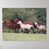 Bob Langrish Welsh Ponies Running Mares and Foals Poster (Voorkant)