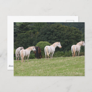 Bob Langrish   Welsh Ponies Standing in Field Briefkaart
