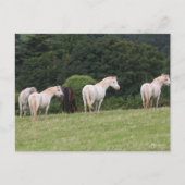 Bob Langrish | Welsh Ponies Standing in Field Briefkaart (Voorkant)