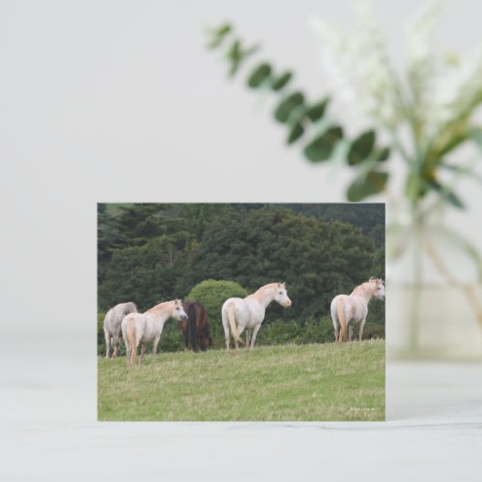 Bob Langrish | Welsh Ponies Standing in Field Briefkaart (Staand voorkant)