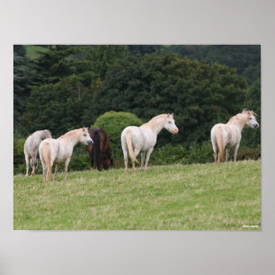 Bob Langrish Welsh Ponies Standing in Field Poster