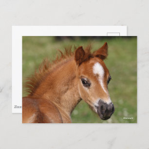 Bob Langrish   Welsh Pony Foal Headshot Briefkaart
