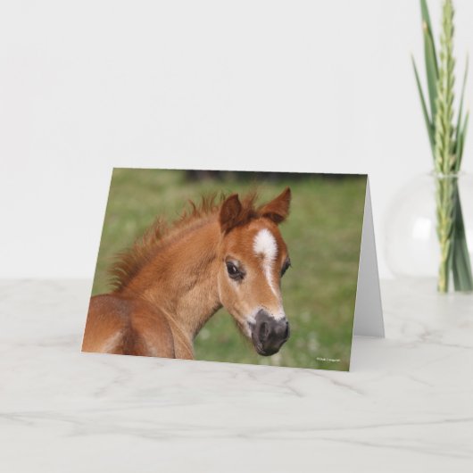 Bob Langrish | Welsh Pony Foal Headshot Kaart (Voorkant)