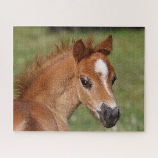 Bob Langrish | Welsh Pony Foal Headshot Legpuzzel (Horizontaal)