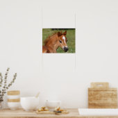 Bob Langrish | Welsh Pony Foal Headshot Poster (Keuken)