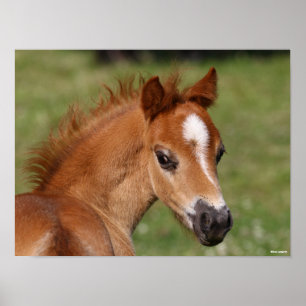 Bob Langrish Welsh Pony Foal Headshot Poster