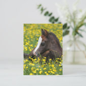 Bob Langrish | Welsh Pony Foal Lying in Grass Briefkaart (Staand voorkant)