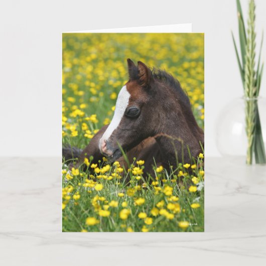 Bob Langrish | Welsh Pony Foal Lying in Grass Kaart (Voorkant)