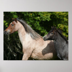 Bob Langrish Welsh Pony Mare and Foal Headshot Poster