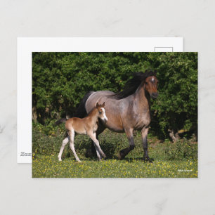 Bob Langrish   Welsh Pony Mare and Foal Running Briefkaart