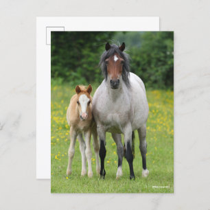 Bob Langrish   Welsh Pony Mare and Foal Standing Briefkaart