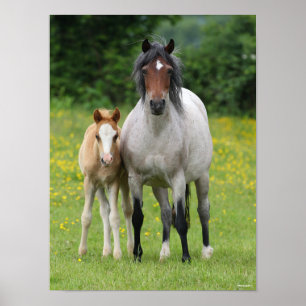 Bob Langrish Welsh Pony Mare and Foal Standing Poster