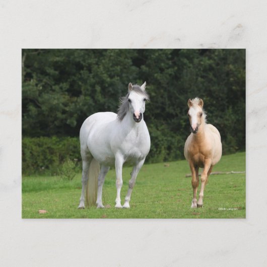 Bob Langrish | Welsh Pony Mare en Foal Briefkaart (Voorkant)