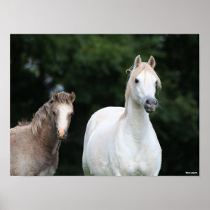 Bob Langrish Welsh Pony Mare en Foal Poster