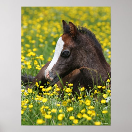 Bob Langrish | Welsh Pony resting in Flowers Poster (Voorkant)