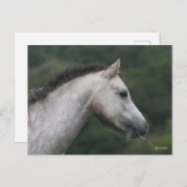 Bob Langrish | Welsh Section A Pony Headshot Briefkaart (Voorkant / Achterkant)