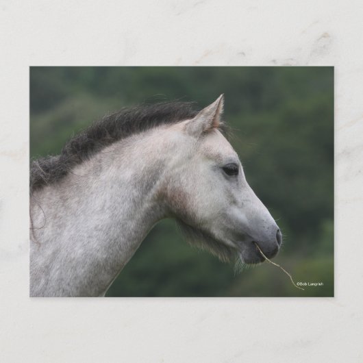 Bob Langrish | Welsh Section A Pony Headshot Briefkaart (Voorkant)