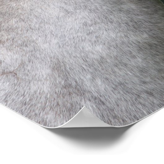 Bob Langrish | Welsh Section A Pony Headshot Poster (Hoek)