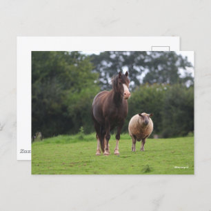 Bob Langrish Zachte Pony met schaap Briefkaart