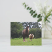 Bob Langrish | Zachte Pony met schaap Briefkaart (Staand voorkant)