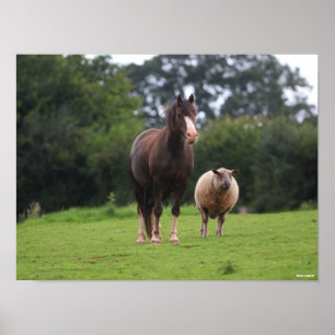 Bob Langrish Zachte Pony met schaap Poster