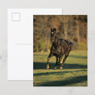 Bob Langrish Zwart draaiend draaien Briefkaart