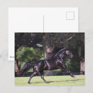 Bob Langrish Zwart Lusitano Briefkaart