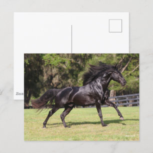 Bob Langrish   Zwart Lusitano Briefkaart