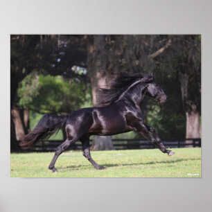 Bob Langrish   Zwart Lusitano Poster