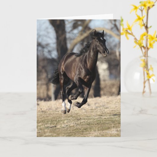 Bob Langrish | Zwarte Andaluciaanse paarden lopen Kaart (Gele Bloem)