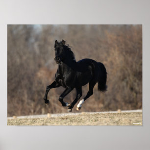 Bob Langrish   Zwarte Andalucian Stallion Running Poster
