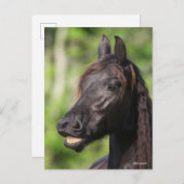 Bob Langrish | Zwarte Friesian Flehmen Headshot Briefkaart (Voorkant / Achterkant)