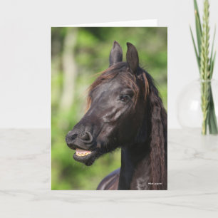 Bob Langrish Zwarte Friesian Flehmen Headshot Kaart
