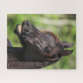 Bob Langrish | Zwarte Friesian Flehmen Headshot Legpuzzel (Horizontaal)