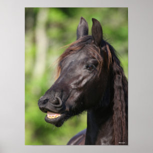Bob Langrish   Zwarte Friesian Flehmen Headshot Poster