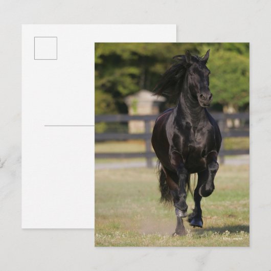 Bob Langrish | Zwarte Friesian Horse Running Briefkaart (Voorkant / Achterkant)