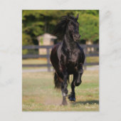 Bob Langrish | Zwarte Friesian Horse Running Briefkaart (Voorkant)